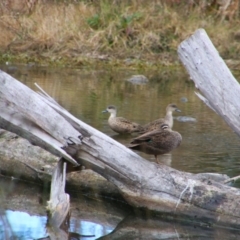 Anas gracilis (Grey Teal) at Inverell, NSW - 20 Jun 2024 by MB