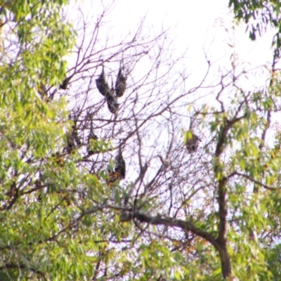 Unidentified Bat at Inverell, NSW - 21 Jun 2024 by MB