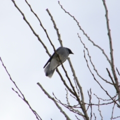 Coracina novaehollandiae (Black-faced Cuckooshrike) at Inverell, NSW - 21 Jun 2024 by MB