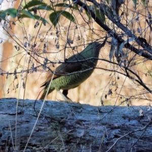 Ptilonorhynchus violaceus at Yackandandah, VIC - 23 Jun 2024