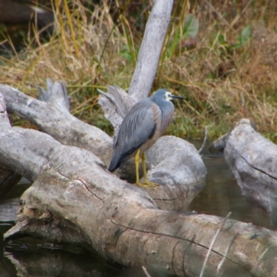 Egretta novaehollandiae (White-faced Heron) at Inverell, NSW - 20 Jun 2024 by MB