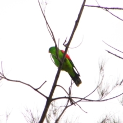 Aprosmictus erythropterus (Red-winged Parrot) at Inverell, NSW - 20 Jun 2024 by MB
