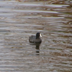 Fulica atra at Inverell, NSW - 21 Jun 2024 09:49 AM