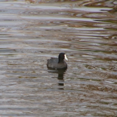 Fulica atra (Eurasian Coot) at Inverell, NSW - 20 Jun 2024 by MB