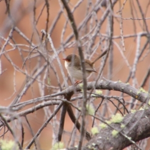 Malurus cyaneus at Inverell, NSW - 21 Jun 2024