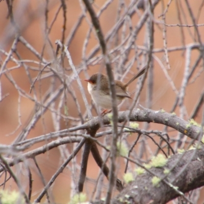 Malurus cyaneus (Superb Fairywren) at Inverell, NSW - 21 Jun 2024 by MB