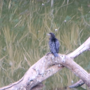 Phalacrocorax sulcirostris at Inverell, NSW - 21 Jun 2024 09:38 AM