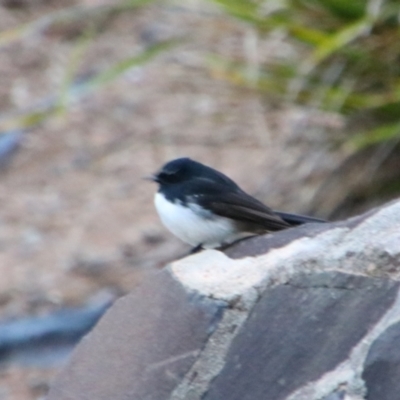 Rhipidura leucophrys (Willie Wagtail) at Inverell, NSW - 20 Jun 2024 by MB