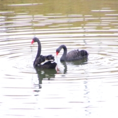 Cygnus atratus (Black Swan) at Inverell, NSW - 21 Jun 2024 by MB