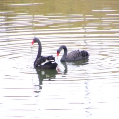 Cygnus atratus (Black Swan) at Inverell, NSW - 20 Jun 2024 by MB