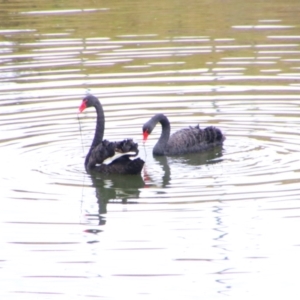 Cygnus atratus at Inverell, NSW - 21 Jun 2024