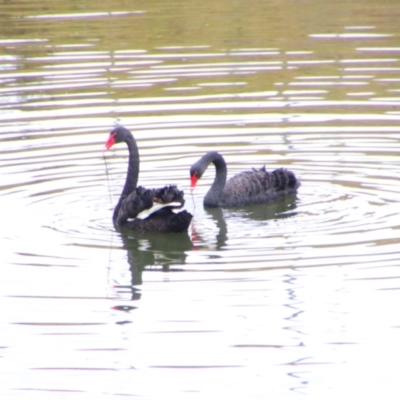 Cygnus atratus (Black Swan) at Inverell, NSW - 20 Jun 2024 by MB