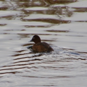 Aythya australis at Inverell, NSW - 21 Jun 2024