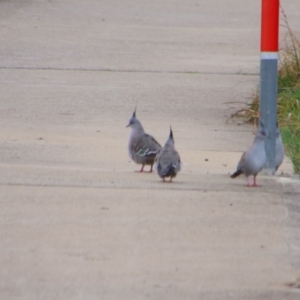 Ocyphaps lophotes at Inverell, NSW - 21 Jun 2024 09:27 AM