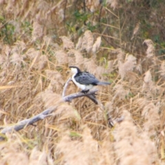 Microcarbo melanoleucos (Little Pied Cormorant) at Inverell, NSW - 20 Jun 2024 by MB