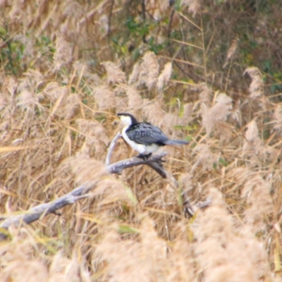 Microcarbo melanoleucos (Little Pied Cormorant) at Inverell, NSW - 21 Jun 2024 by MB