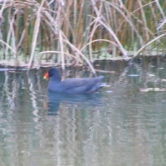 Gallinula tenebrosa (Dusky Moorhen) at Inverell, NSW - 20 Jun 2024 by MB