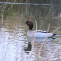 Chenonetta jubata (Australian Wood Duck) at Inverell, NSW - 20 Jun 2024 by MB