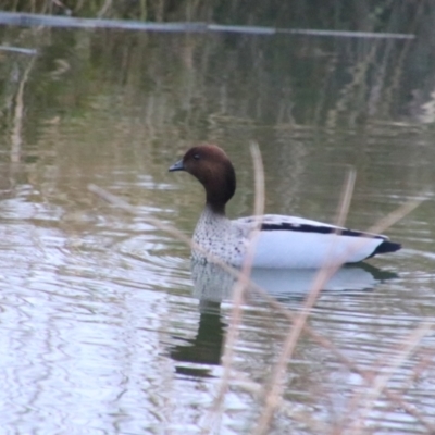 Chenonetta jubata (Australian Wood Duck) at Inverell, NSW - 20 Jun 2024 by MB