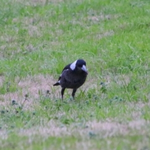 Gymnorhina tibicen at Inverell, NSW - 20 Jun 2024