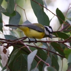 Falcunculus frontatus (Eastern Shrike-tit) at Inverell, NSW - 21 Jun 2024 by MB