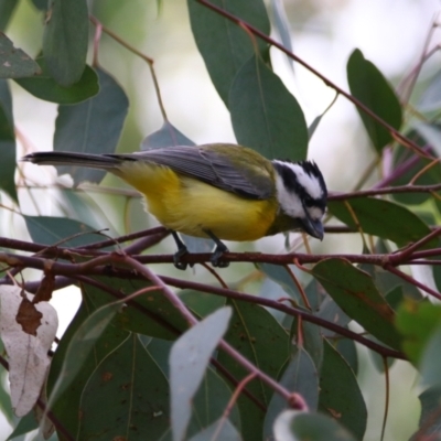 Falcunculus frontatus (Eastern Shrike-tit) at Inverell, NSW - 21 Jun 2024 by MB