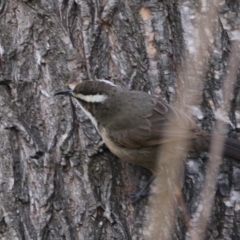 Pomatostomus superciliosus (White-browed Babbler) at Inverell, NSW - 21 Jun 2024 by MB