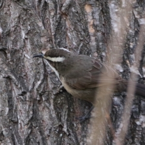 Pomatostomus superciliosus at Inverell, NSW - 21 Jun 2024