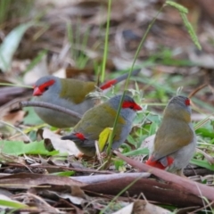 Neochmia temporalis (Red-browed Finch) at Inverell, NSW - 21 Jun 2024 by MB