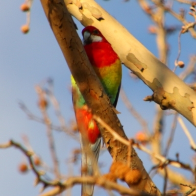 Platycercus eximius (Eastern Rosella) at Inverell, NSW - 21 Jun 2024 by MB