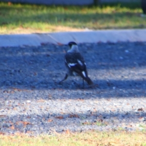 Gymnorhina tibicen at Killarney, QLD - 22 Jun 2024