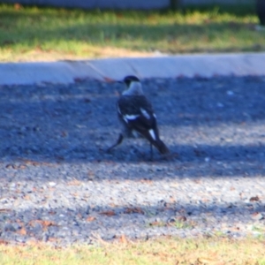 Gymnorhina tibicen at Killarney, QLD - 22 Jun 2024 03:34 PM