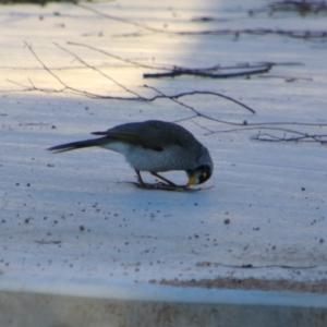 Manorina melanocephala at Killarney, QLD - 22 Jun 2024