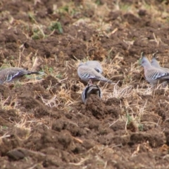 Ocyphaps lophotes (Crested Pigeon) at Killarney, QLD - 23 Jun 2024 by MB