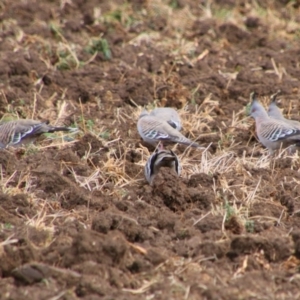 Ocyphaps lophotes at Killarney, QLD - 23 Jun 2024