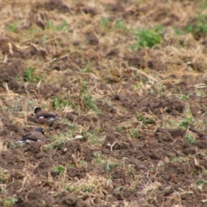 Acridotheres tristis at Killarney, QLD - 23 Jun 2024