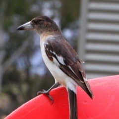Cracticus nigrogularis (Pied Butcherbird) at Killarney, QLD - 23 Jun 2024 by MB