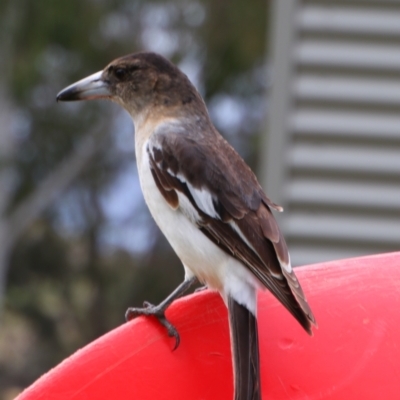 Cracticus nigrogularis (Pied Butcherbird) at Killarney, QLD - 23 Jun 2024 by MB
