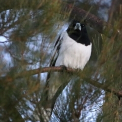 Cracticus nigrogularis (Pied Butcherbird) at Killarney, QLD - 23 Jun 2024 by MB