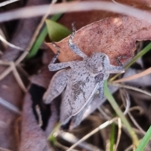 Goniaea australasiae at QPRC LGA - 23 Jun 2024