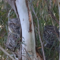 Podargus strigoides (Tawny Frogmouth) at Killarney, QLD - 22 Jun 2024 by MB