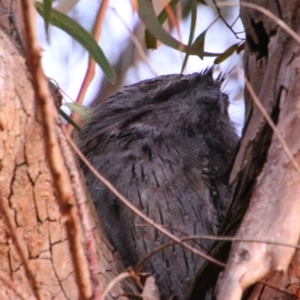 Podargus strigoides at Killarney, QLD - 22 Jun 2024