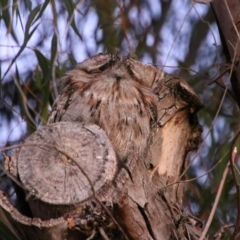 Podargus strigoides at Killarney, QLD - 22 Jun 2024