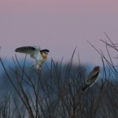 Elanus axillaris (Black-shouldered Kite) at Killarney, QLD - 22 Jun 2024 by MB