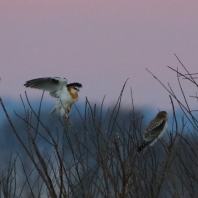 Elanus axillaris (Black-shouldered Kite) at Killarney, QLD - 22 Jun 2024 by MB