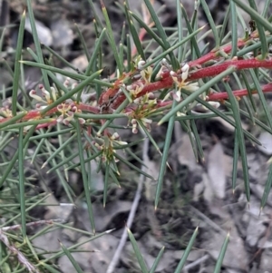 Hakea decurrens subsp. decurrens at Black Mountain - 23 Jun 2024