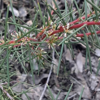 Hakea decurrens subsp. decurrens (Bushy Needlewood) at Black Mountain - 23 Jun 2024 by Venture
