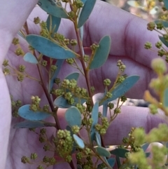 Acacia buxifolia subsp. buxifolia (Box-leaf Wattle) at Black Mountain - 23 Jun 2024 by Venture