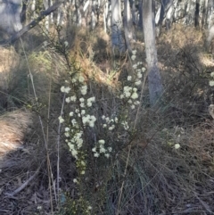 Acacia genistifolia (Early Wattle) at Yarralumla, ACT - 23 Jun 2024 by Venture