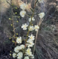 Acacia genistifolia at Black Mountain - 23 Jun 2024